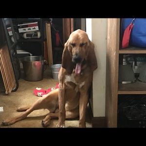 Meet your Posher, Clifford